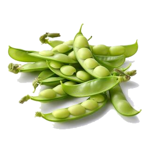 Broad Bean