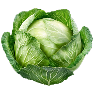 Cabbage
