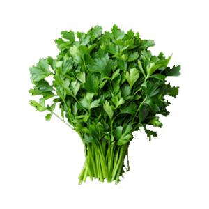Coriander