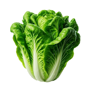 Lettuce